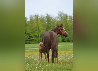 American Quarter Horse, Klacz, 4 lat, 148 cm, Ciemnokasztanowata