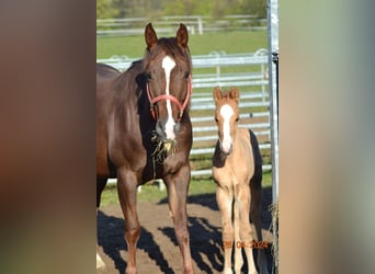 American Quarter Horse, Klacz, 4 lat, 148 cm, Ciemnokasztanowata