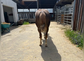 American Quarter Horse, Klacz, 4 lat, 148 cm, Ciemnokasztanowata