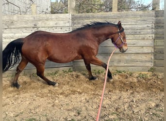 American Quarter Horse, Klacz, 4 lat, 148 cm, Gniada