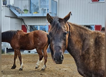 American Quarter Horse, Klacz, 4 lat, 148 cm, Grullo