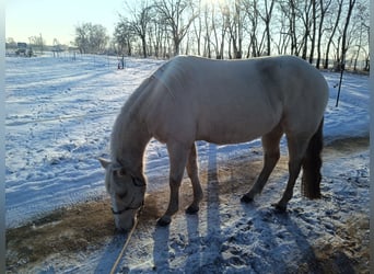 American Quarter Horse, Klacz, 4 lat, 148 cm, Izabelowata