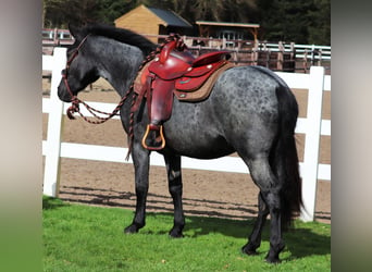 American Quarter Horse Mix, Klacz, 4 lat, 148 cm, Karodereszowata