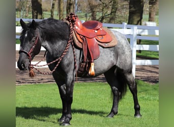 American Quarter Horse Mix, Klacz, 4 lat, 148 cm, Karodereszowata