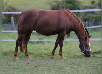 American Quarter Horse, Klacz, 4 lat, 148 cm, Kasztanowata