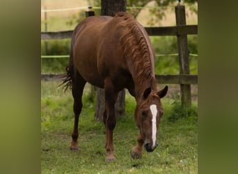 American Quarter Horse, Klacz, 4 lat, 148 cm, Kasztanowata