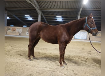 American Quarter Horse, Klacz, 4 lat, 148 cm, Kasztanowata