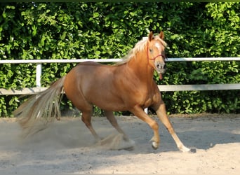 American Quarter Horse, Klacz, 4 lat, 148 cm, Kasztanowata