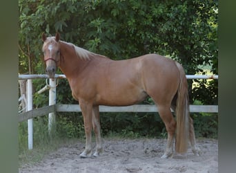 American Quarter Horse, Klacz, 4 lat, 148 cm, Kasztanowata