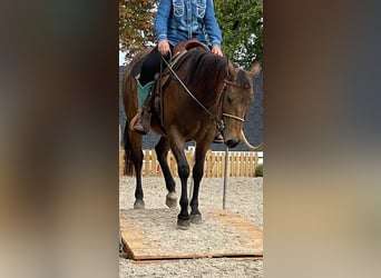 American Quarter Horse, Klacz, 4 lat, 149 cm, Jelenia