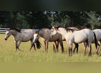 American Quarter Horse Mix, Klacz, 4 lat, 150 cm, Bułana
