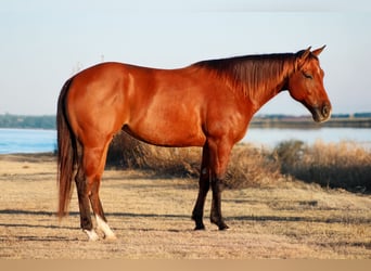 American Quarter Horse, Klacz, 4 lat, 150 cm, Gniada