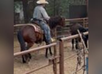 American Quarter Horse, Klacz, 4 lat, 150 cm, Gniada