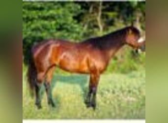 American Quarter Horse, Klacz, 4 lat, 150 cm, Gniada