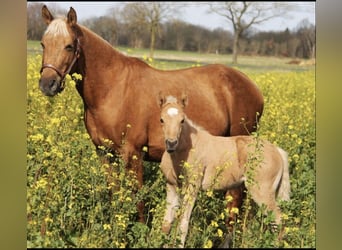 American Quarter Horse Mix, Klacz, 4 lat, 150 cm, Izabelowata