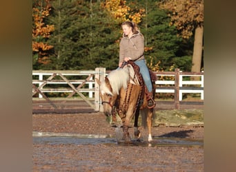 American Quarter Horse Mix, Klacz, 4 lat, 150 cm, Izabelowata