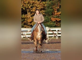 American Quarter Horse Mix, Klacz, 4 lat, 150 cm, Izabelowata