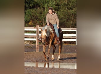 American Quarter Horse Mix, Klacz, 4 lat, 150 cm, Izabelowata