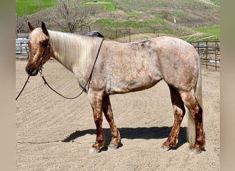 American Quarter Horse, Klacz, 4 lat, 150 cm, Izabelowata