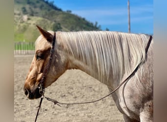 American Quarter Horse, Klacz, 4 lat, 150 cm, Izabelowata