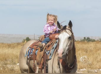 American Quarter Horse, Klacz, 4 lat, 150 cm, Jelenia