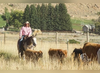 American Quarter Horse, Klacz, 4 lat, 150 cm, Jelenia