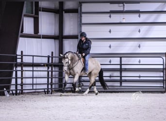 American Quarter Horse, Klacz, 4 lat, 150 cm, Jelenia