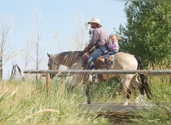 American Quarter Horse, Klacz, 4 lat, 150 cm, Jelenia