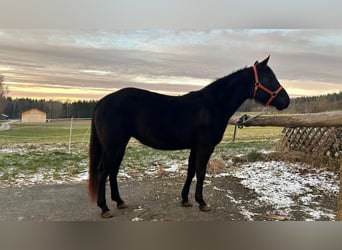 American Quarter Horse, Klacz, 4 lat, 150 cm, Kara