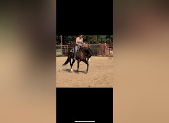 American Quarter Horse, Klacz, 4 lat, 150 cm, Kara