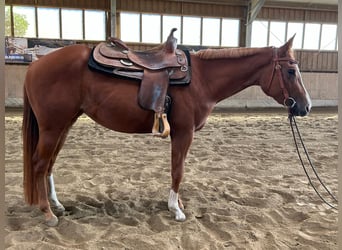 American Quarter Horse, Klacz, 4 lat, 150 cm, Kasztanowata