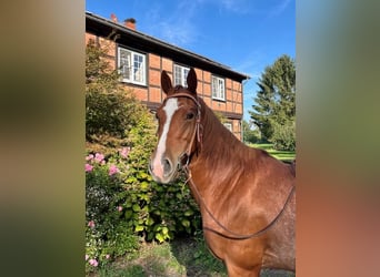 American Quarter Horse, Klacz, 4 lat, 150 cm, Kasztanowata