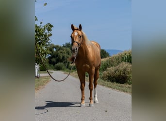 American Quarter Horse, Klacz, 4 lat, 150 cm, Kasztanowata