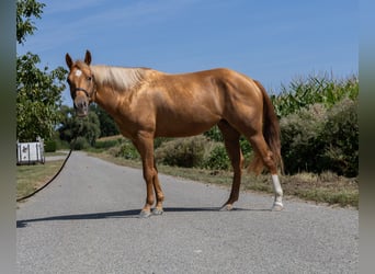 American Quarter Horse, Klacz, 4 lat, 150 cm, Kasztanowata
