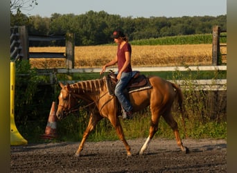 American Quarter Horse, Klacz, 4 lat, 150 cm, Kasztanowata