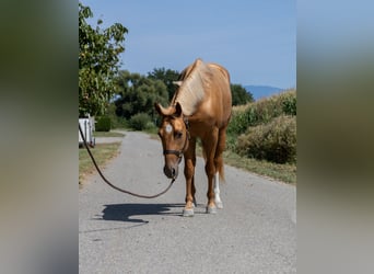 American Quarter Horse, Klacz, 4 lat, 150 cm, Kasztanowata