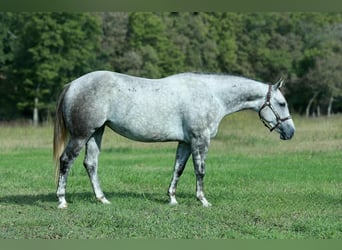 American Quarter Horse, Klacz, 4 lat, 150 cm, Siwa