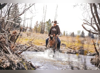 American Quarter Horse, Klacz, 4 lat, 152 cm, Bułana