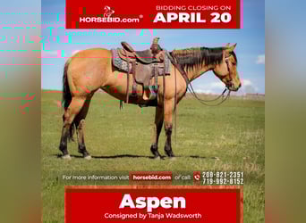 American Quarter Horse, Klacz, 4 lat, 152 cm, Bułana