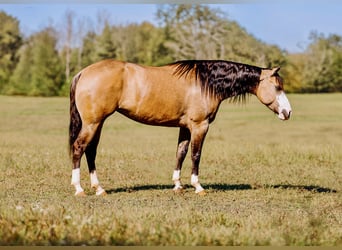 American Quarter Horse, Klacz, 4 lat, 152 cm, Bułana