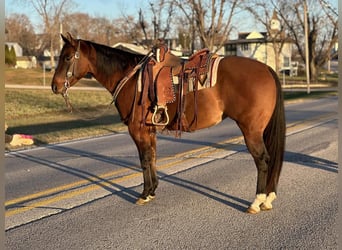 American Quarter Horse, Klacz, 4 lat, 152 cm, Bułana
