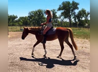 American Quarter Horse Mix, Klacz, 4 lat, 152 cm, Cisawa