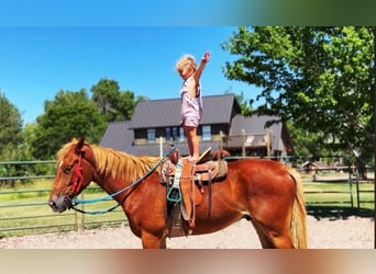 American Quarter Horse Mix, Klacz, 4 lat, 152 cm, Cisawa