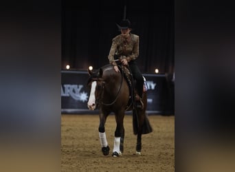 American Quarter Horse, Klacz, 4 lat, 152 cm, Gniada