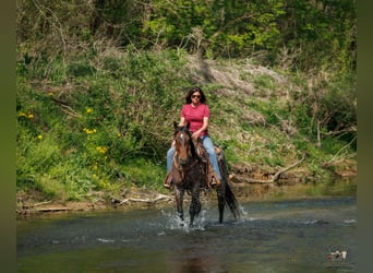 American Quarter Horse, Klacz, 4 lat, 152 cm, Gniadodereszowata