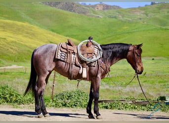 American Quarter Horse, Klacz, 4 lat, 152 cm, Gniadodereszowata