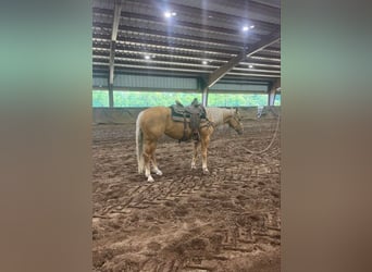 American Quarter Horse, Klacz, 4 lat, 152 cm, Izabelowata