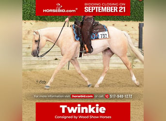 American Quarter Horse, Klacz, 4 lat, 152 cm, Izabelowata