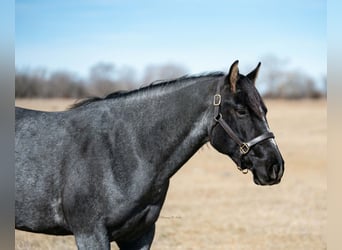 American Quarter Horse, Klacz, 4 lat, 152 cm, Karodereszowata