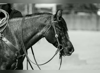 American Quarter Horse, Klacz, 4 lat, 152 cm, Karodereszowata